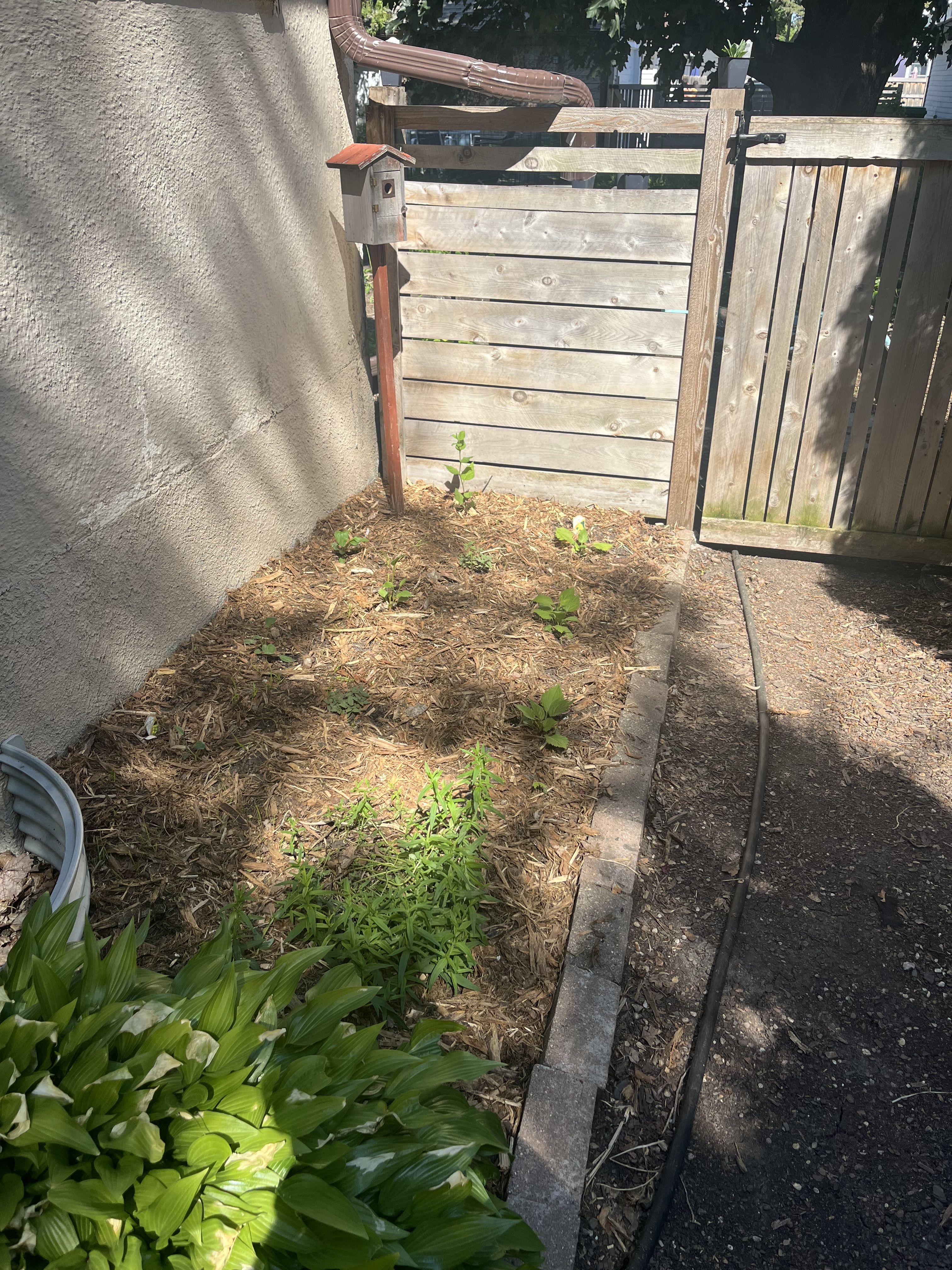 One section of freshly planted Minnesota native plants
